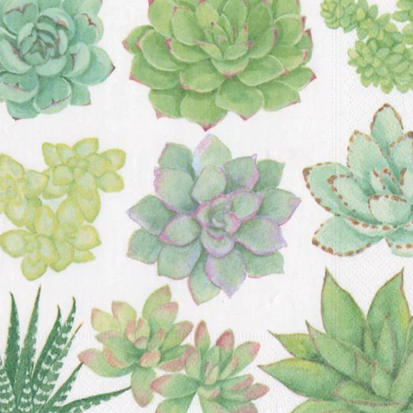 Succulent Boxed Cocktail Napkins