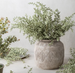 Heather Sage Stem