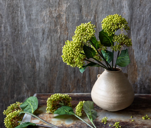 Viburnum Olive