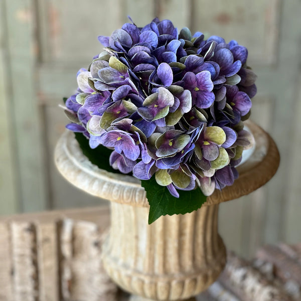 Cameo Hydrangea in Violet Haze