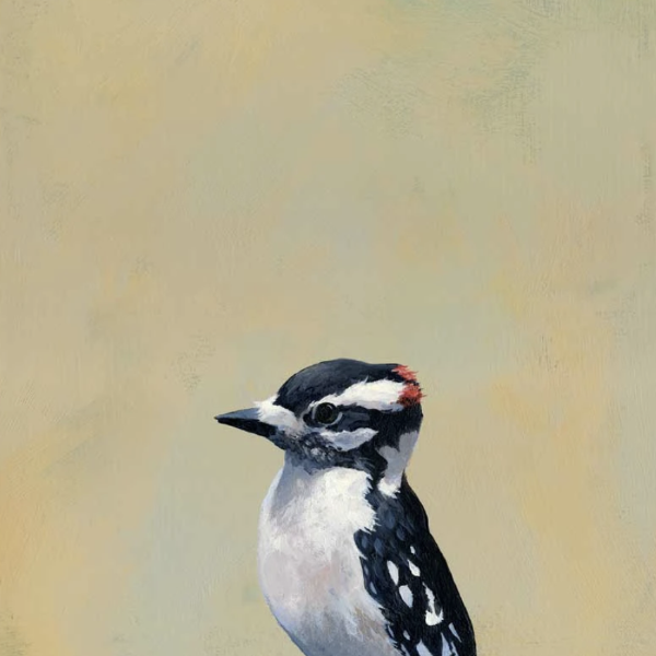 Downy Woodpecker Wall Art