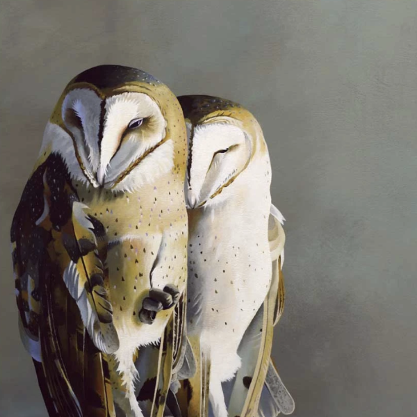 Barn Owl Pair Wall Art