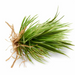 Spring Grass Napkin Ring