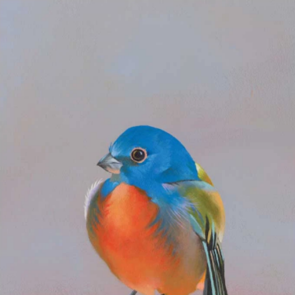 Bluebird Wall Art